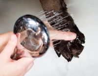 Nettoyer les pattes et les ongles