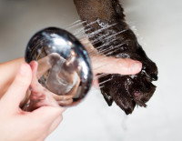 Une personne nettoyant les pattes de son chien avec un pommeau de douche
