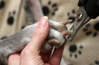 Une personne coupant les griffes d'un chien