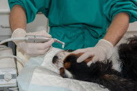 Un vétérinaire détartre les dents d'un Cavalier King Charles