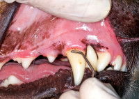 Un vétérinaire nettoie les dents d'un chien avec une spatule