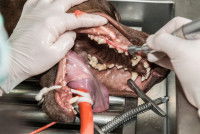 Un vétérinaire enlève le tartre des dents d'un chien