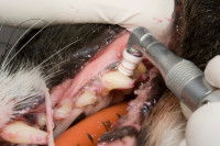 Un instrument pour le polissage de l'émail des dents