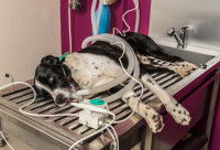 Un chien sous anesthésie pour un détartrage