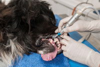 Un vétérinaire détartre les dents d'un chien sous anesthésie
