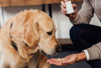 Un homme donne des médicaments à son Golden Retriever