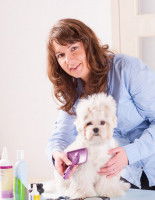 Comment choisir un bon toiletteur pour chien ?