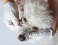 Le nettoyage des yeux