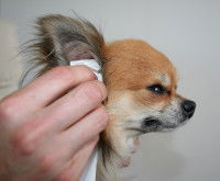 Le nettoyage des oreilles