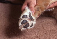 Le nettoyage des coussinets