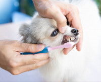 Le brossage des dents