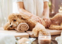 Le bien-être du chien chez le toiletteur