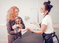 L'absence du maître pendant le toilettage de son chien