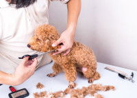 La fréquence de toilettage du chien