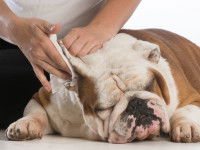 Nettoyage des oreilles d'un Bulldog Anglais