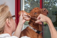 2pilation des oreilles d'un Dogue de Bordeaux