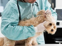 Un chien se faisant ausculter les oreilles par un vétérinaire