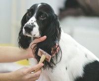Un chien avec des longues oreilles se fait brosser