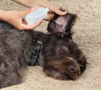 Application d'un produit nettoyant dans l'oreille d'un chien