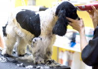 Comment tondre le pelage d'un chien