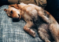 Pourquoi tondre le pelage de son chien ?