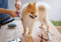 Les gestes pour tondre son chien