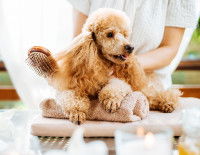 Préparer son chien avant la tonte