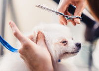 Comment tondre le pelage d'un chien