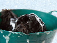 Entretenir le pelage d'un chien adulte