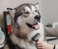 Comment brosser son chien ?
