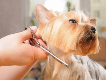 Entretenir la beauté des poils de son chien : pourquoi et comment