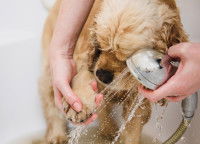 Une femme rince la patte d'un chien