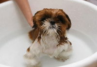 Un petit chien dans une bassine en train de prendre un bain