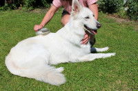 Une femme brosse un Berger Blanc Suisse dans le jardin