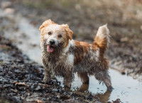 Un petit chien tout sale après avoir joué dans la boue