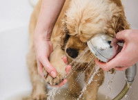 Un chien se faisant laver les pattes