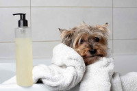 Un chien enroulé d'une serviette dans une baignoire, avec une bouteille de shampoing à côté