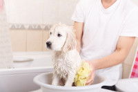 Un chien dans une bassine, en train de prendre un bain