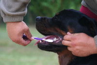 Une femme brosse les dents de son Rottweiler dans un jardin