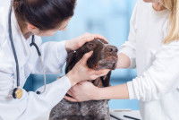 Un vétérinaire examine les yeux d'un chien