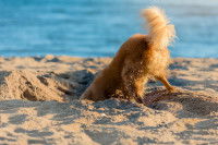 Un chien en train de creuser un trou dans du sable