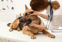 Une femme vétérinaire examine les yeux d'un chien