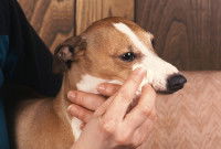 Une femme nettoie les yeux d'un chien avec du coton