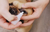 Un maître met des gouttes dans l'oeil de son chien