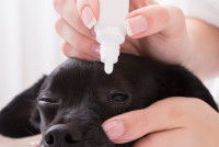 Une femme met des gouttes dans les yeux de son chien