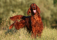 Un Setter Irlandais fait pipi et marque son territoire