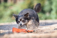 Un petit chien se traîne sur le sol