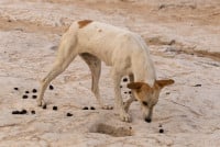 Un chien renifle des crottes sur le sol