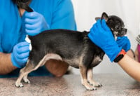 Un vétérinaire vide les glandes anales d'un Chihuahua