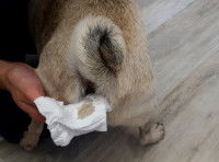 Un homme essuie les fesses de son chien